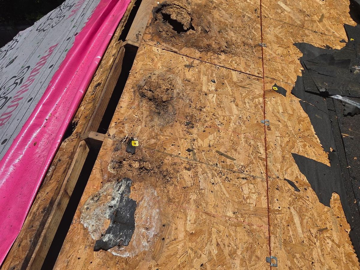 Water-damaged roof decking exposed during tear-off